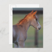 Quarter Horse Foal Briefkaart (Voorkant / Achterkant)