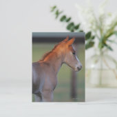 Quarter Horse Foal Briefkaart (Staand voorkant)