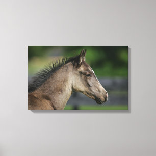 Quarter Horse Foal Headshot Canvas Afdruk