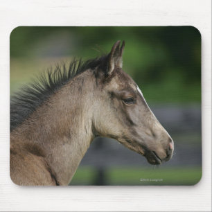 Quarter Horse Foal Headshot Muismat
