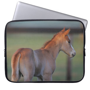 Quarter Horse Foal Laptop Sleeve