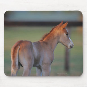 Quarter Horse Foal Muismat