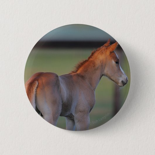 Quarter Horse Foal Ronde Button 5,7 Cm (Voorkant)