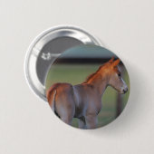 Quarter Horse Foal Ronde Button 5,7 Cm (Voorkant /achterkant)