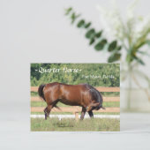 Quarter Horse Fort Myers Florida Briefkaart (Staand voorkant)