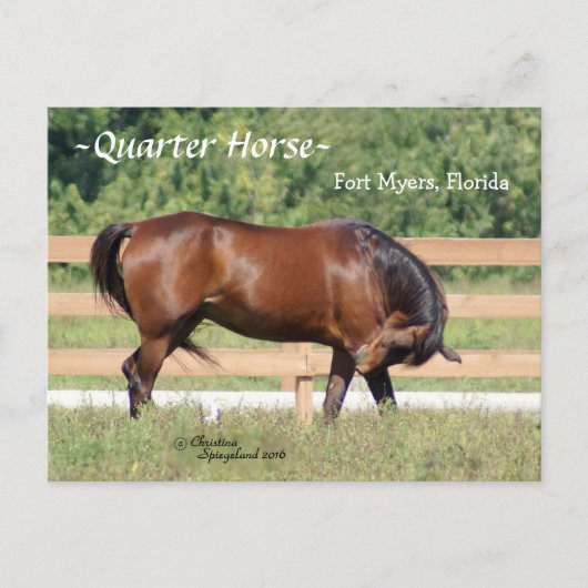 Quarter Horse Fort Myers Florida Briefkaart (Voorkant)