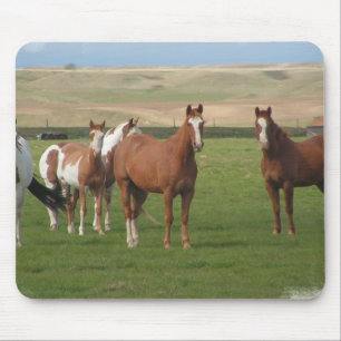 Quarter Horse Herd Muismat