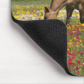 Quarter Horse in het veld van wilde bloemen nabij Muismat (Hoek)