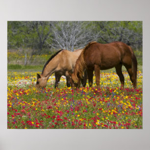 Quarter Horse in het veld van wilde bloemen nabij Poster