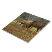 Quarter Horse in het veld van wilde bloemen nabij Tegeltje (Zijkant)