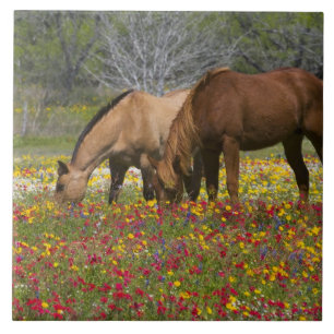 Quarter Horse in veld met wilde bloemen nabij Cuer Tegeltje