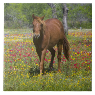 Quarter Horse in veld met wilde bloemen Tegeltje