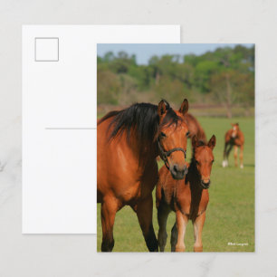 Quarter Horse Mare and Foal Standing Briefkaart