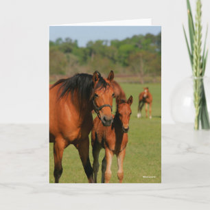 Quarter Horse Mare and Foal Standing Kaart