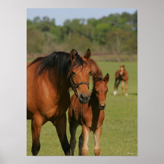Quarter Horse Mare and Foal Standing Poster (Voorkant)