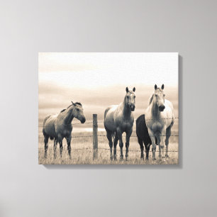 Quarter Horses Op Canadese Prairie Canvas Afdruk