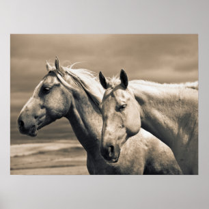 Quarter Horses Op Canadese Prairie Poster