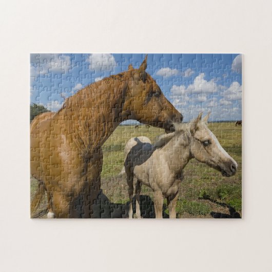Quarter Horses Texas. Legpuzzel (Horizontaal)
