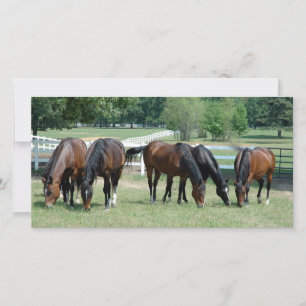 Quarter-paarden grazen