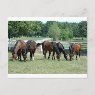 Quarter-paarden grazen briefkaart