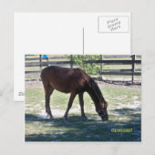 Quarter Paso Colt Grazing Briefkaart (Voorkant / Achterkant)