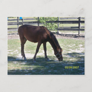 Quarter Paso Colt Grazing Briefkaart