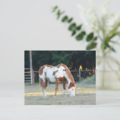 Quarterhorse 2 briefkaart (Staand voorkant)