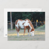Quarterhorse 2 briefkaart (Voorkant / Achterkant)