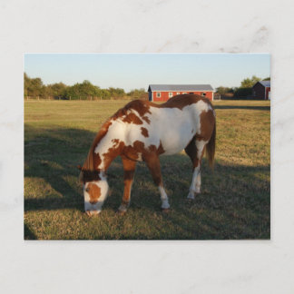 Quarterhorse 4 briefkaart