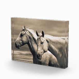 Quarterpaarden op Canadese Prairie Fotoblokken