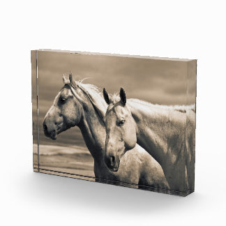 Quarterpaarden op Canadese Prairie Fotoblokken