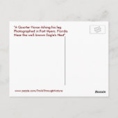 Quartier Horse Fort Myers Florida Carte postale (Dos)