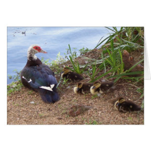 Quatre canetons de lil