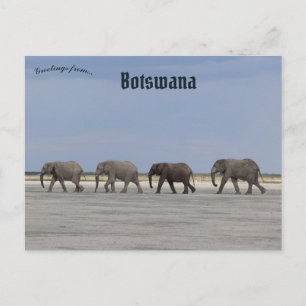 Quatre éléphants au Botswana Carte postale