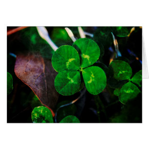 Quatre Leaf Clover Lucky