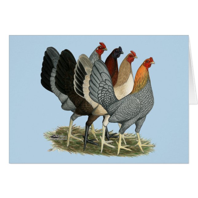 Quatre poules de Gamefowl (Devant Horizontal)