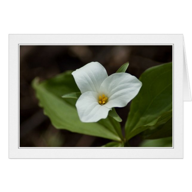 quatre saisons au michigan carte 01 (Devant Horizontal)