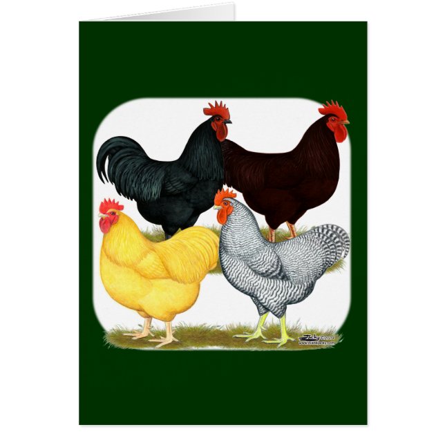 Quatuor de poulet à coq lourd (Devant)