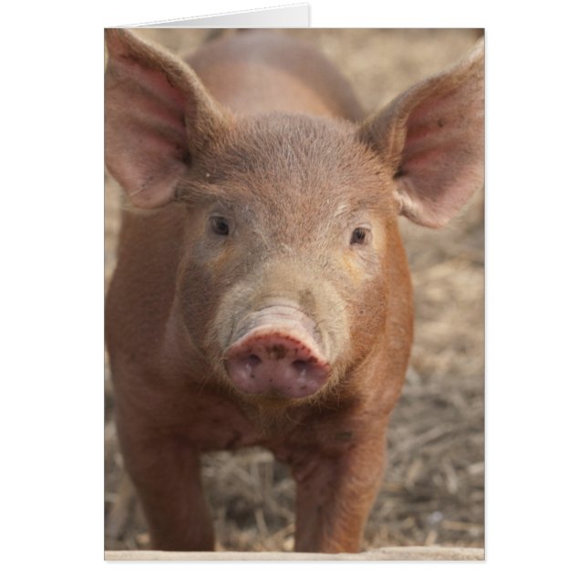 Qu'avez-vous dit ? (Devant)