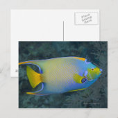 Queen Angelfish Briefkaart (Voorkant / Achterkant)