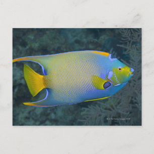 Queen Angelfish Briefkaart