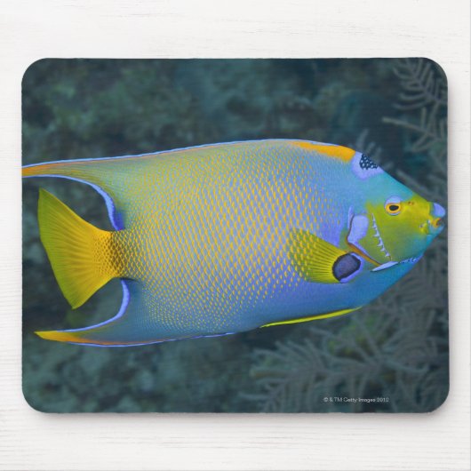 Queen Angelfish Muismat (Voorkant)