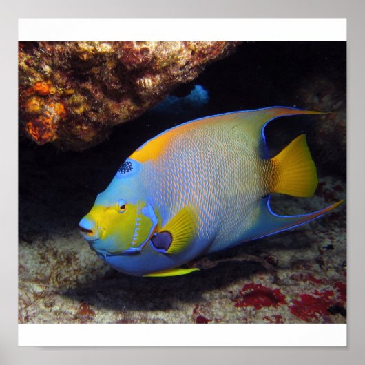 Queen Angelfish Poster (Voorkant)