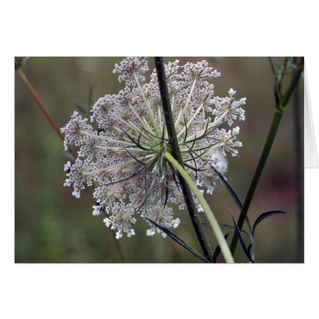 Queen Anne Lace (Voorkant Horizontaal)