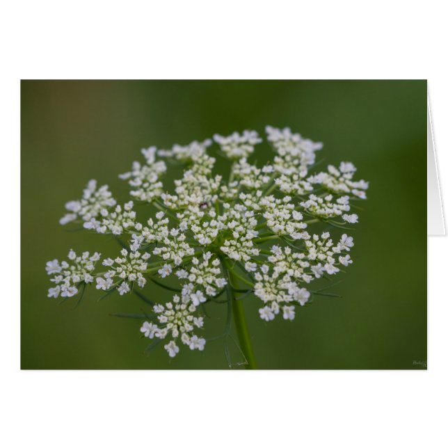 Queen Anne's Lace (Voorkant Horizontaal)