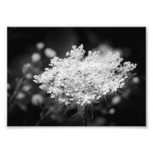 Queen Anne's Lace B&W Flowers Photo Imprimer