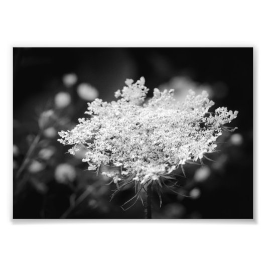 Queen Anne's Lace B&W Flowers Photo Imprimer (Devant)
