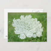 Queen Annes Lace Briefkaart (Voorkant / Achterkant)