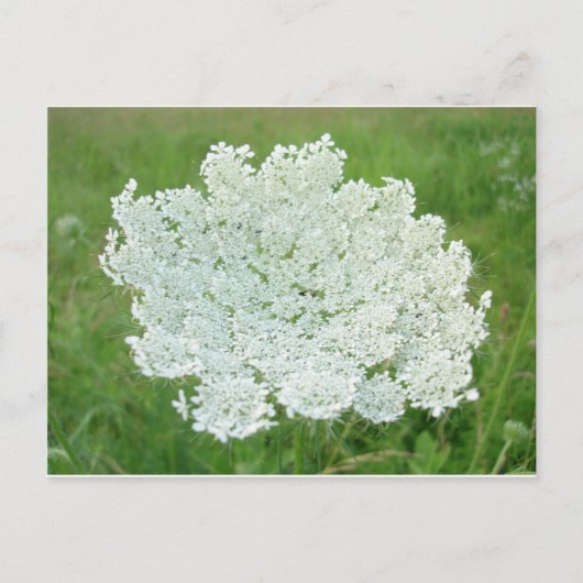 Queen Annes Lace Briefkaart (Voorkant)