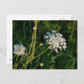 Queen Anne's Lace Briefkaart (Voorkant / Achterkant)